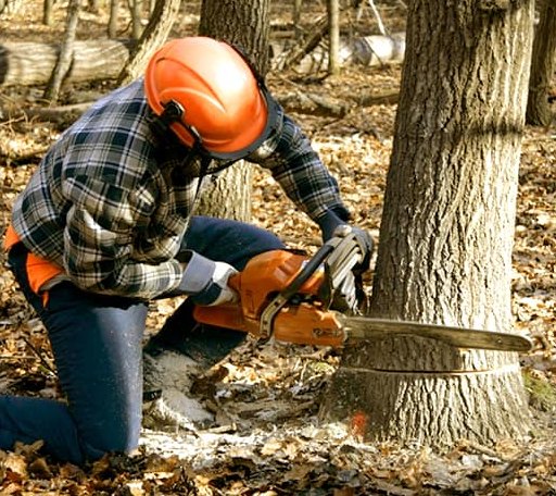 Tree Removal in South Ryegate, VT